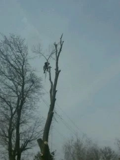 Фото Удаление деревьев