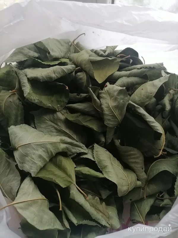 Фото Листья вишни. Цена за 100 грамм.