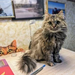 Фото №3 Отдаем кошечку Бэмби в добрые руки.