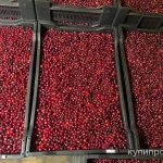 Фото №2 Клюква свежая оптом и в розницу