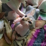 Фото №4 ЛАСКОВЫЕ И НЕЖНЫЕ КОТОДЕТКИ