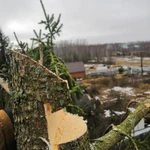 Фото №2 Спил деревьев любой сложности 