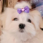 Фото №8 Мальтезе. Щенки Мальтийской болонки. РКФ