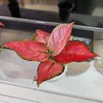 Фото №9 Аглаонема