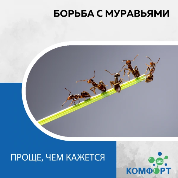 Фото Обработка от муравьёв 