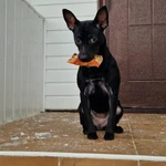 Фото №3 Ксолоинскуинтли