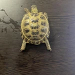 Фото №2 Продам Черепаху