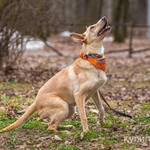 Фото №9 Щенок в добрые руки.