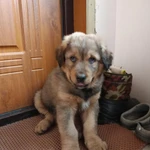 Фото №5 Щенки Бурятской собаки (Хотошо)