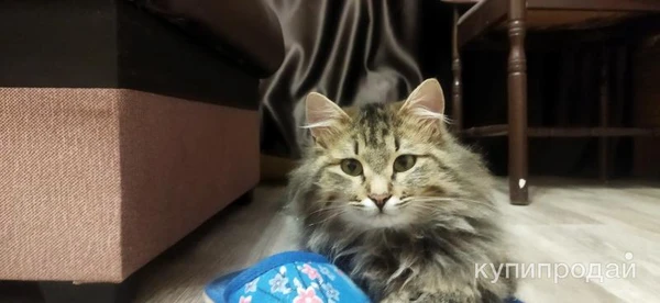 Фото Котята