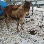 Фото №3 Жеребята