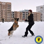 Фото №8 Дрессировка – Кинолог – Самара