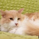 Фото №3 Маленькая пушистая кошечка Золушка в добрые руки