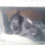 Фото №5 Кролики