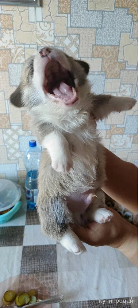 Фото Щенки вельш корги пемброк