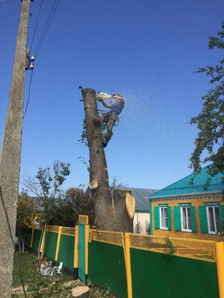 Фото Пилим деревья любой сложности 