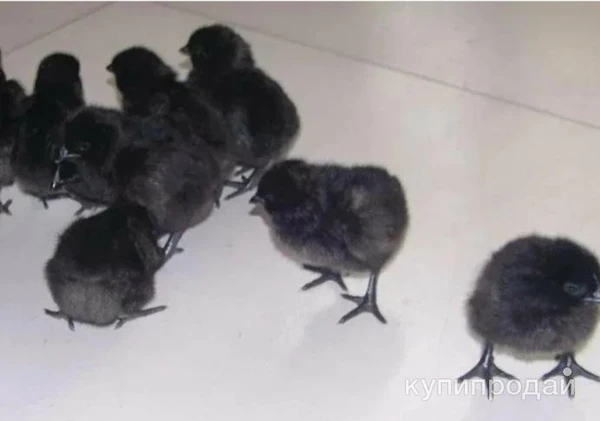 Фото Цыплята ухейлюй, шелковые