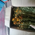 Фото №4 Девясил иволистный. Цена за 100 грамм.