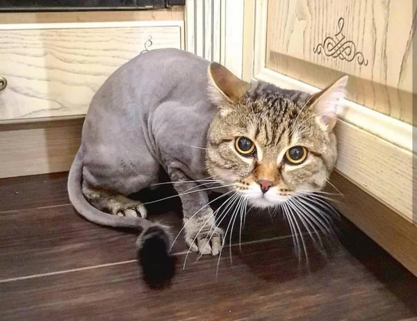 Фото Стрижка кошек и собак 
