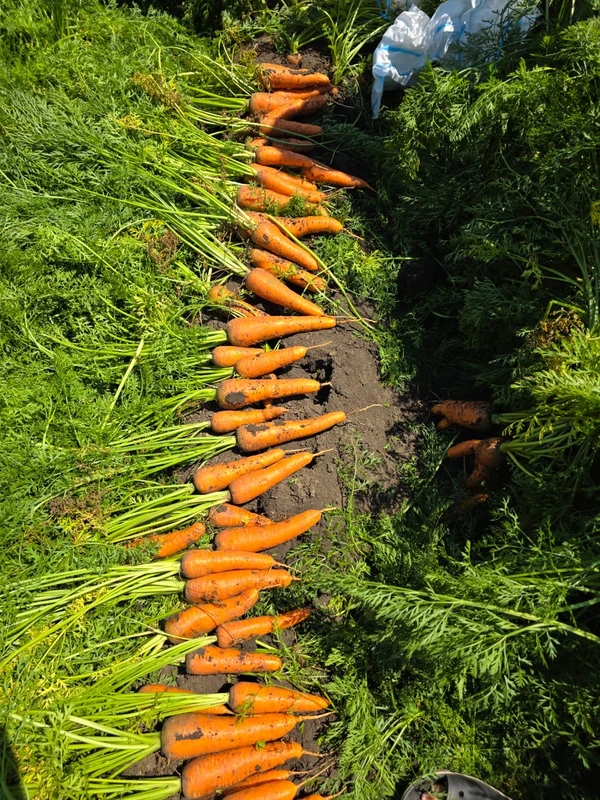 Фото Морковь оптом