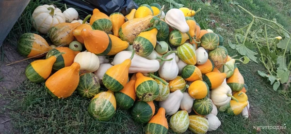 Фото Тыква декоративная