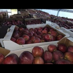 Фото №2 Яблоки оптом с доставкой