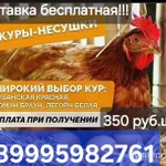 фото Куры-несушки с доставкой!!!