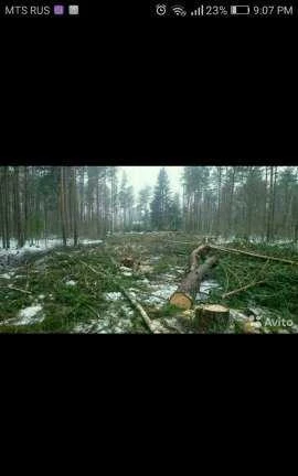 Фото Вырубка деревьев