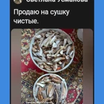 Фото №2 Грибы