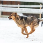 Фото №8 Домашний некрупный песик-подросток Каштан в добрые руки