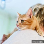 Фото №4 Кошечка Апельсинка - рыжая красавица в добрые руки