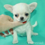 Фото №10 чихуахуа белая ГШ девочка шоу