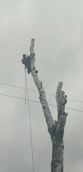 Фото Спил и обрезка деревьев