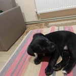 Фото №3 Отдам добрым людям