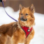 Фото №4 Чудо ищет дом