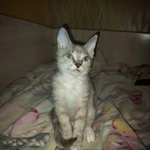 Фото №2 Отдам котят в добрые руки