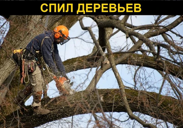 Фото Спил деревьев