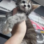 Фото №3 Мейн-кун