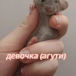 Фото №2 крысята декоратив