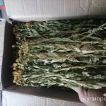 Фото №5 Девясил иволистный. Цена за 100 грамм.