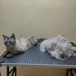 Фото №11 Стрижка собак и кошек 