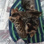 Фото №5 Котята