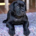 Фото №2 Щенки кане корсо от топ питомника