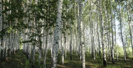 Фото Делянки березовые