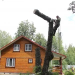 Фото №4 Спилить Удалить Срубить дерево в Ожерелье