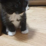 Фото №4 Котята в добрые руки