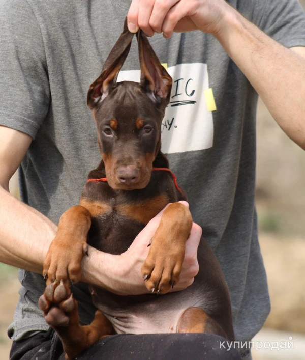 Фото Щенки добермана