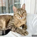 Фото №5 Необыкновенно яркий котик Шелдон в добрые руки