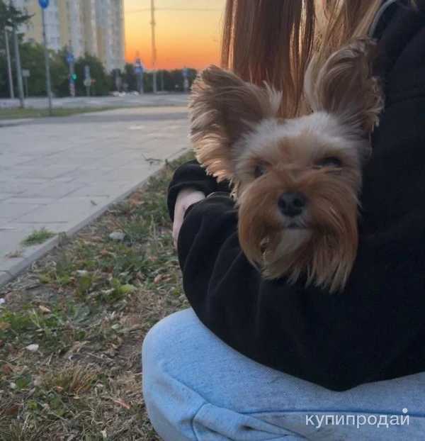 Фото Йоркширский терьер