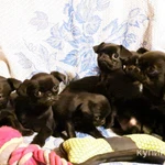 Фото №5 Брабансон черный и шоколадный